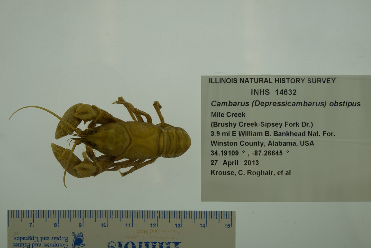 Cambarus obstipus image